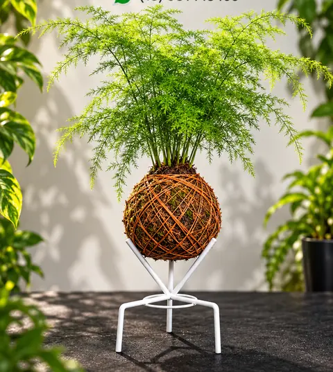 Kokedama de aspargo-pluma